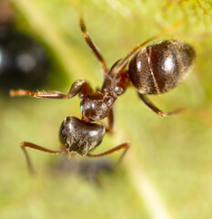 Portrait of an ant in nature.