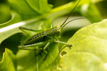 Green grasshopper in grassy vegetation.