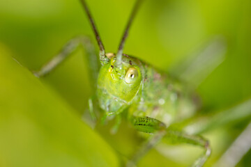 Green grasshopper in grassy vegetation.