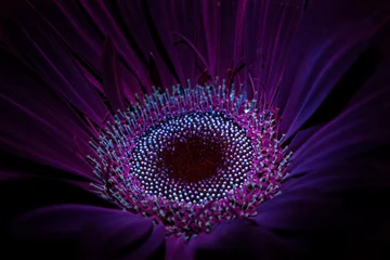 Wandcirkels tuinposter Gerbera under ultraviolet light 11 © Andrew Kunde