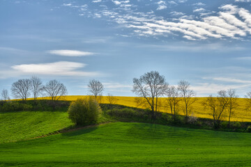 The rural landscape, the picture shows a view of the flowering rapeseed, Poland around Sztum