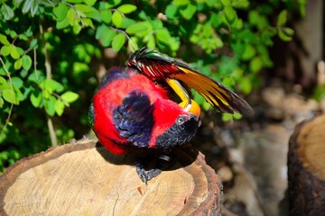 picture Mountain Lori, Ostrava Zoo, Czech Republic