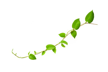 Twisted jungle vines liana plant with heart shaped green leaves isolated on white background,...