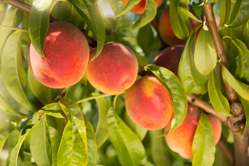 ripe peaches on a tree, four fruits in a row, in the foreground