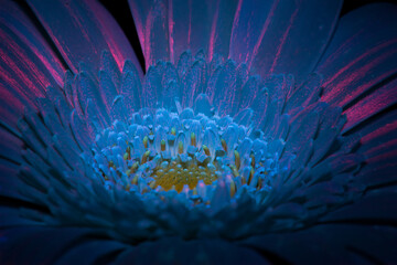 Obraz premium White Gerbera under ultraviolet light 1