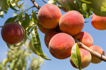 peach tree branch with many ripe fruits, against the blue sky