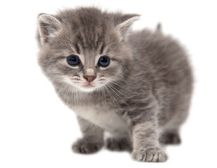 Portrait of a little kitten isolated on a white