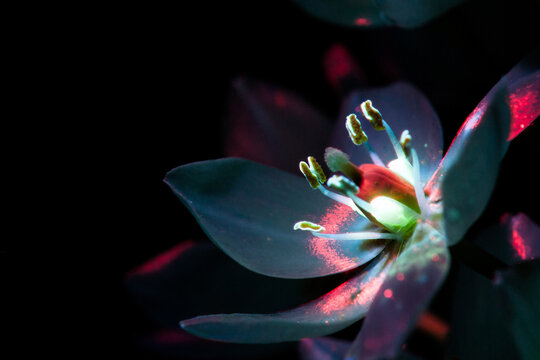 Black pearl lily under ultraviolet 1