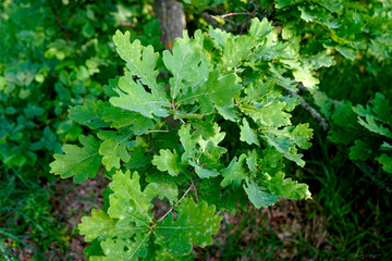  Spring, oak leaves close up. selective focus 