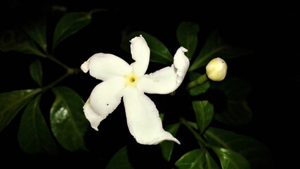 Fototapeta na wymiar Night Flowering Jasmin