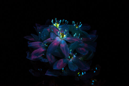 Black pearl lily under ultraviolet 2
