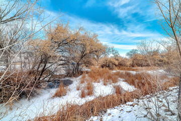 Brown grasses and trees with leafless branches on snow covered land in winter