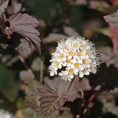 Blühende Blasenspiere,Physocarpus opulifolius,im Frühsommer