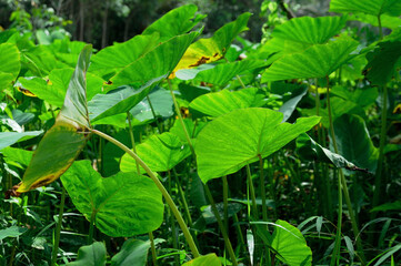 Araceae group in the nature