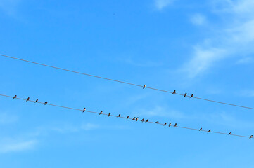 Cecropis daurica in Southern Thailand popular building for birds to nest.