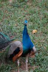 Naklejka premium peacock in the park