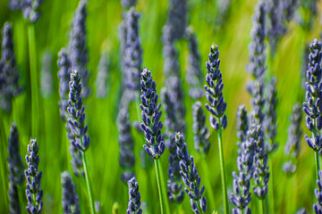 The lavender field is beautifully purple.