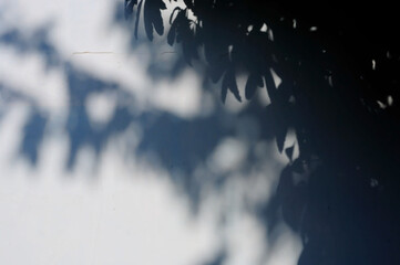 Blurred image of leaf on the wall.