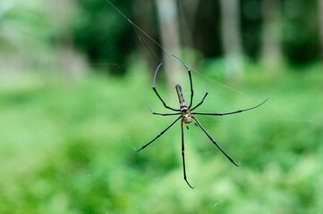 Big spider in the forest.