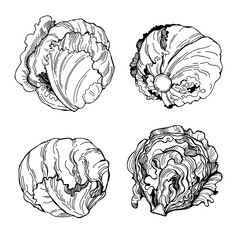 Hand drawn Iceberg lettuce.  Vector sketch illustration