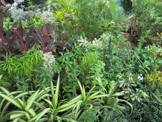 beautiful nature scenic view of green plants