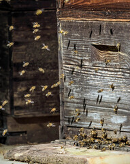 wooden beehive with flying bees 