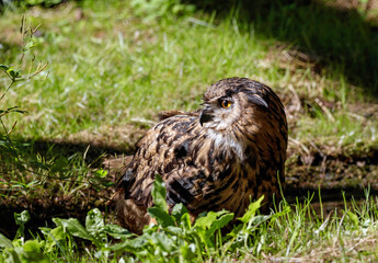 Portrait of an owl in the grass