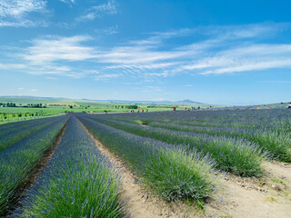 The lavender field is beautifully purple.