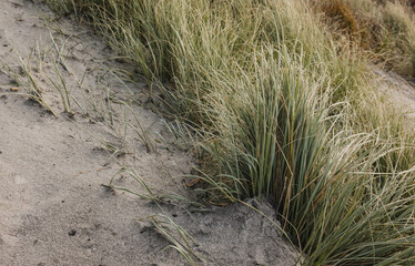Sand Dunes on beautiful beach in summer