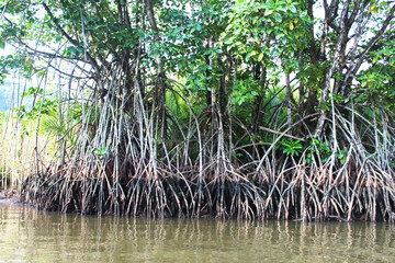 Mangrove trees in the river with mountain