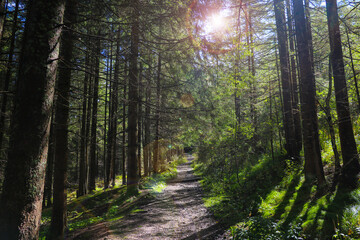 The sun's rays make their way through the dense forest with a walking path