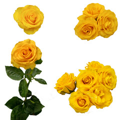 set of beautiful, delicate yellow rose buds on a white background