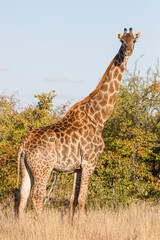 Portrait of a giraffe looking quizzically at the cameraman in the Kruger Park, South Africa