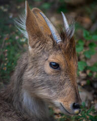India Deer in Uttarakhand.