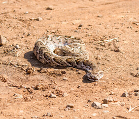 Puffadder in the middle of a dirt road, Kruger Park