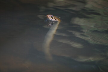 snake in the water
