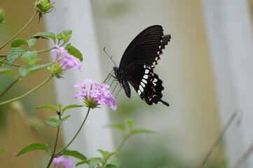butterfly on a flower