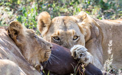 Twp lionesses eating a buffalo calf they have just killed in the Kruger Park