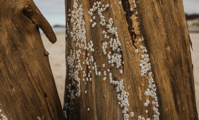 Cocles attached to driftwood on a beach