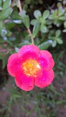pink rose with water drops