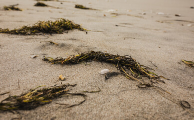 Seaweed scattered on a summers golden beach with shells