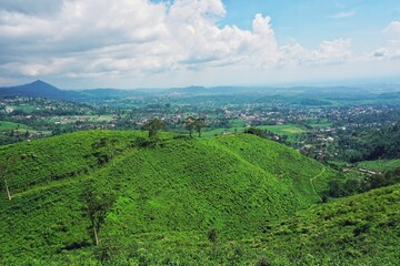Fototapeta na wymiar A tea farm on a top of a hill, with cloudy skies background.