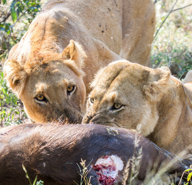 Twp lionesses eating a buffalo calf they have just killed in the Kruger Park