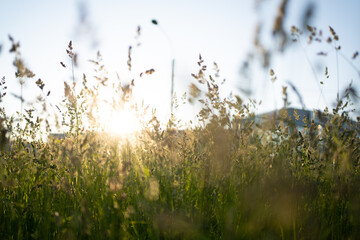 ears of grass at sunset, meadow of greenery