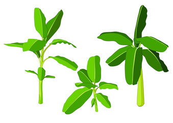 colour banana tree on white background illustration vector
