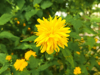 Kerria (in german Japanische Kerrie also Goldröschen) Kerria japonica