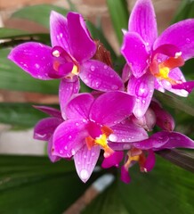 pink purple orchid flowers
