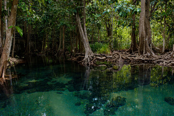 National Park in Krabi Province, Thailand with mangrove forests