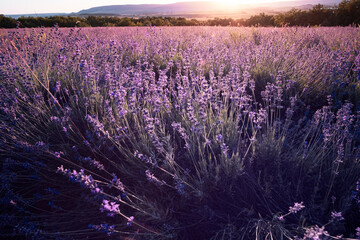 Obraz premium Lavender Field in the summer sunset time