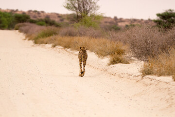 Cheetah walking in the middle of the road, Kgalagadi Park, South Africa, while searching for possible prey.